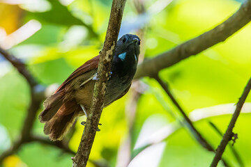 Nature wildlife image of Chestnut-winged Babbler bird standing on tree branches
