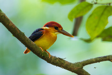 Nature wildlife image of Rufous backed Kingfisher perched on branch