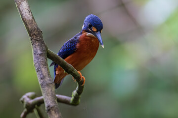 Nature wildlife image of blue-eared kingfisher bird (Alcedo meninting) standing on tree branch