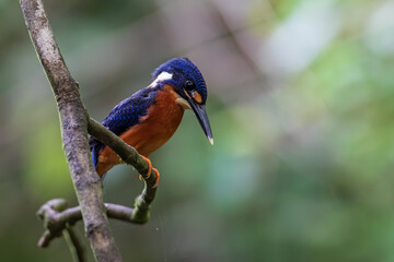 Nature wildlife image of blue-eared kingfisher bird (Alcedo meninting) standing on tree branch