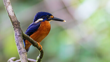 Nature wildlife image of blue-eared kingfisher bird (Alcedo meninting) standing on tree branch