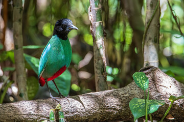 Nature Wildlife image of Borneo Hooded Pitta (Pitta sordida mulleri) on Rainforest jungle