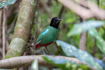 Nature Wildlife image of Borneo Hooded Pitta (Pitta sordida mulleri) on Rainforest jungle