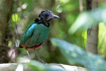 Nature Wildlife image of Borneo Hooded Pitta (Pitta sordida mulleri) on Rainforest jungle