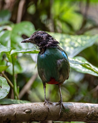 Nature Wildlife image of Borneo Hooded Pitta (Pitta sordida mulleri) on Rainforest jungle