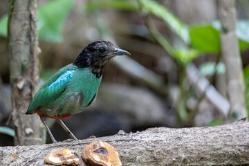 Nature Wildlife image of Borneo Hooded Pitta (Pitta sordida mulleri) on Rainforest jungle