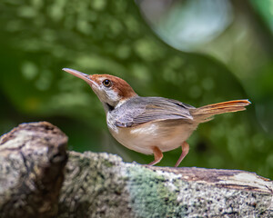 Nature wildlife image of The rufous-tailed tailorbird (Orthotomus sericeus)