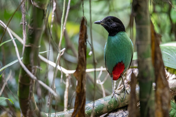 Nature Wildlife image of Borneo Hooded Pitta (Pitta sordida mulleri) on Rainforest jungle