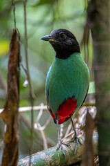 Nature Wildlife image of Borneo Hooded Pitta (Pitta sordida mulleri) on Rainforest jungle