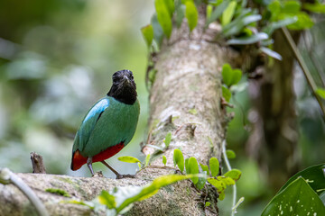 Nature Wildlife image of Borneo Hooded Pitta (Pitta sordida mulleri) on Rainforest jungle