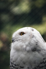 Schneeeule im Profil