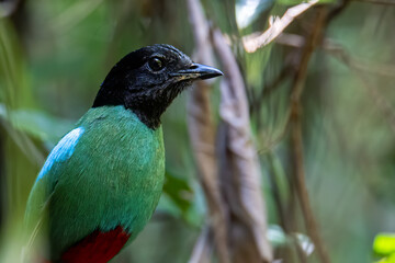 Nature Wildlife image of Borneo Hooded Pitta (Pitta sordida mulleri) on Rainforest jungle
