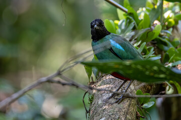 Nature Wildlife image of Borneo Hooded Pitta (Pitta sordida mulleri) on Rainforest jungle