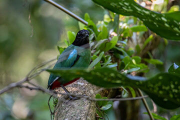 Nature Wildlife image of Borneo Hooded Pitta (Pitta sordida mulleri) on Rainforest jungle