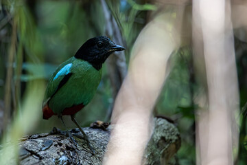 Nature Wildlife image of Borneo Hooded Pitta (Pitta sordida mulleri) on Rainforest jungle