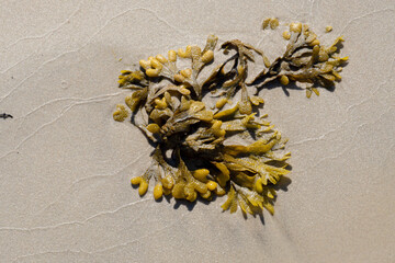 morszczyn na plaży na Bałtyku.
Fucus vesiculosus - obrazy, fototapety, plakaty