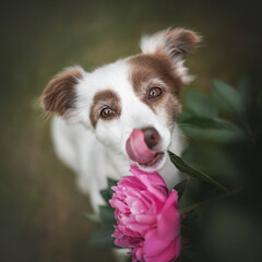 A cute white mixed breed dog with funny brown eyebrows standing by a pink peony flower and licking his lips. The mouth is open. Close-up portrait