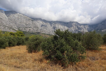 Olive orchard after the rain against the backdrop of mountains with rocky slopes and gray clouds