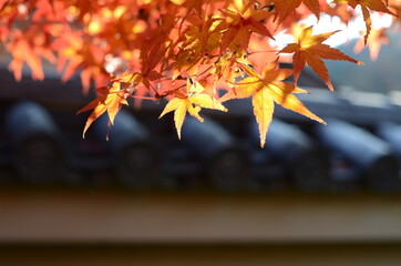 Naklejka na ściany i meble 京都　嵐山の紅葉