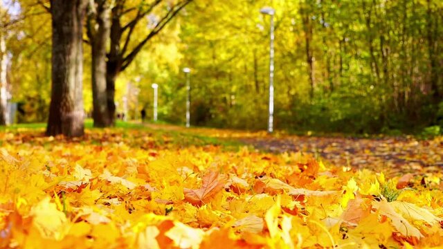 During the long autumn days, the golden leaves fall slowly and softly onto the ground, covering it with a golden color.