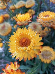 orange chrysanthemum flower