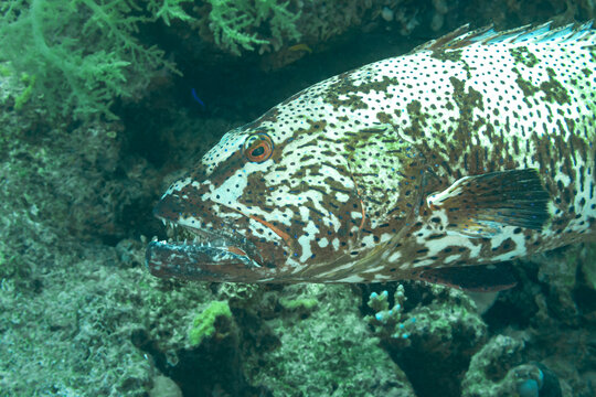 Fish of the Red sea. Camouflage grouper