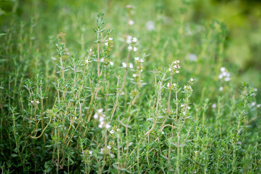 Fresh thyme herbs