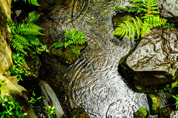 moss on the tree and grass near a stream during a rain near umeda sky tower