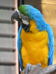 ルリコンゴウインコ