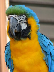 Naklejka premium ルリコンゴウインコ