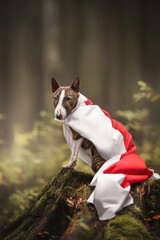 A serious miniature brindle-colored bull terrier wearing a white-red-white flag sitting on a wooden stump against the backdrop of a fabulous autumn forest. Looking into the camera. Freedom symbol