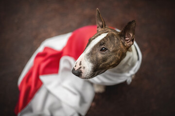 A serious brindle miniature bull terrier dressed in a white-red-white flag sitting on fallen brown leaves and looking away. Close-up portrait. Freedom symbol.