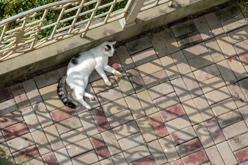 Cat taking a nap in the backyard