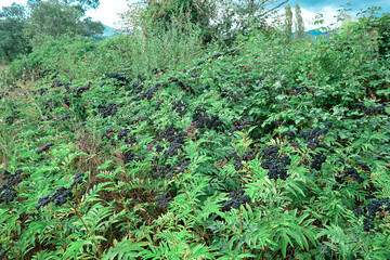 Sambucus ebulus, wild berries