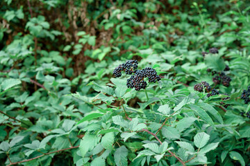 On wild berries ripened on black elder grass (Sambucus ebulus).