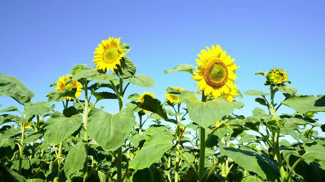 Tracking shot of the blooming yellow sunflowers, their green stems and leaves gently moving with the wind
