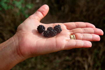 Blackberries from Rubus ulmifolius, a species of wild blackberry known by the common Spanish name...