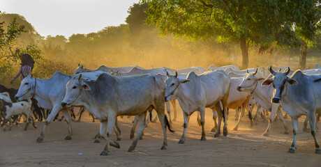 Cows pulling back to the barn