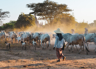 Cows pulling back to the barn