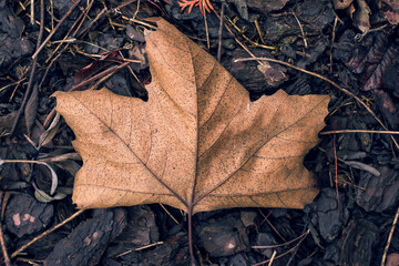 Dry brown maple leaf closeup with wet dark-brown bark pieces in the background. Autumn leaf silhouette and texture.