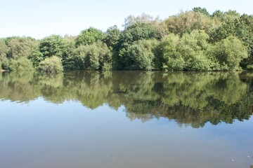 reflection of trees in the water