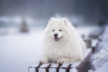 A funny white fluffy Samoyed lying on a snow-covered wooden bench against the backdrop of a foggy winter cityscape. Looking into the camera. The mouth is open.