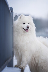 A funny white fluffy Samoyed standing by an iron fence against the backdrop of a foggy winter cityscape. Looking into the distance. The mouth is open.