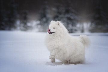 A funny white fluffy Samoyed running through deep snowdrifts against the backdrop of a foggy winter forest. Paws in the air. The mouth is open.