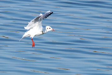 black headed gull