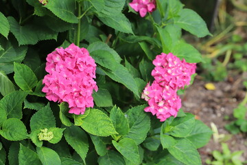 初夏の公園に咲くピンク色のアジサイの花