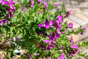 Ornamental plant (Polygala myrtifolia) with purple flowers grows in the garden