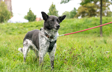 a black and white mongrel stands on the green grass, looks next to the camera