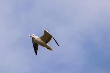 seagull in flight