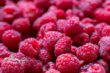 Ripe organic raspberries close up macro. Selective focus